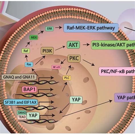 Several Mutations Of Oncogenes Including Gnaq Gna11 Bap1 Sf3b1 And