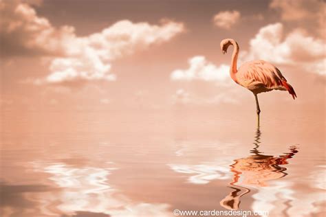 Flamingo Laptop Wallpapers Top Nh Ng H Nh Nh P