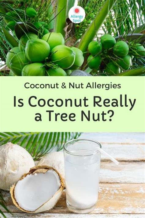 Coconut Allergy Confusion: Is Coconut Really a Tree Nut? » Allergy Spot