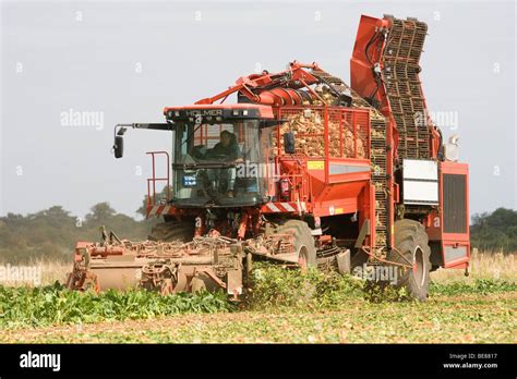 Harvesting Sugar Beet Stock Photo - Alamy