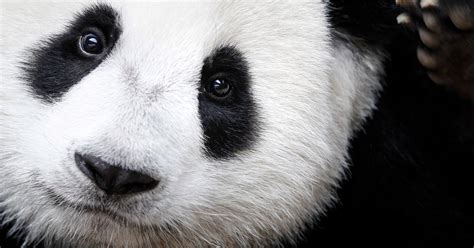 Opinion The Obsession With Panda Sex The New York Times