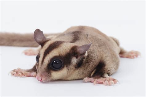 Flying Squirrel Vs Sugar Glider Key Differences Explained