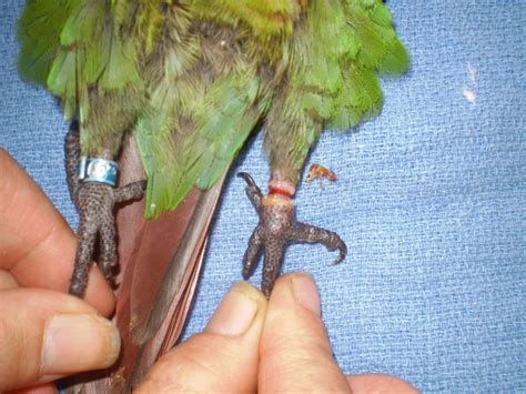 Leg Bands On Birds What Are They For Currumbin Valley Vet