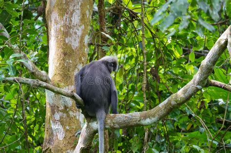 Dusky Leaf Monkey Or Spectacled Langur Sitting On The Tree In The