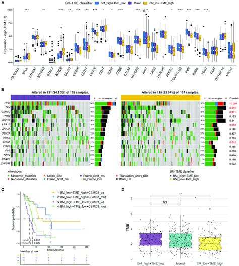 Correlations Of Immune Checkpoints And Somatic Mutation With BM TME