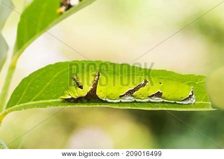 Lime Butterfly ( Image & Photo (Free Trial) | Bigstock