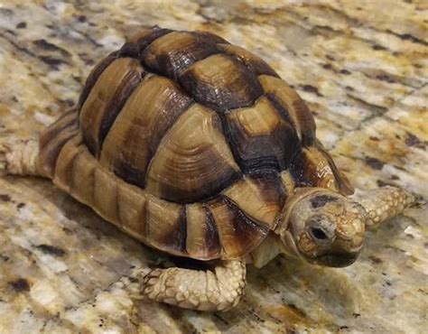 Egyptian Tortoise - Facts, Size, Habitat, Diet & Pictures