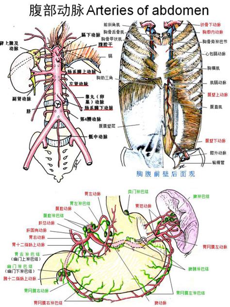 嘉应学院医学院解剖教研室