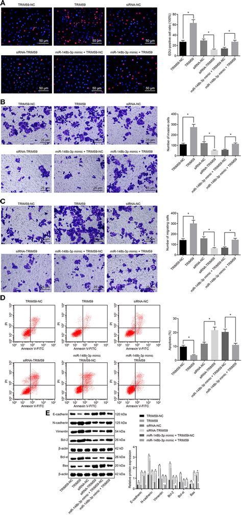 MiR 148b 3p Played An Inhibitory Role In Cell Proliferation Invasion