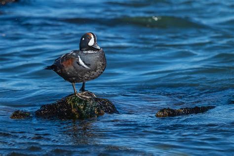 Harlequin Duck Barnegat Lighthouse State Park New Jersey John