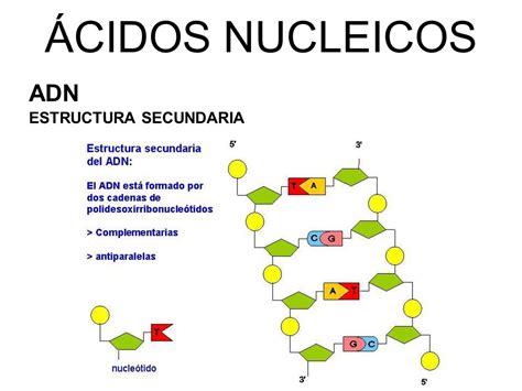 Funciones De Los Cidos Nucleicos