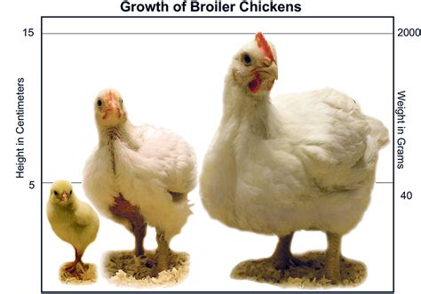 Broiler Chicken Weight Chart