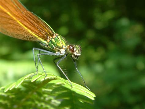 Free Images Nature Wing Flower Fly Green Insect Bug Fauna