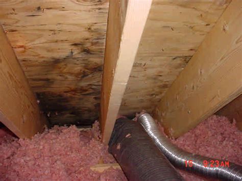 How To Prevent Attic Mold From Growing If Its Not Too Late Already