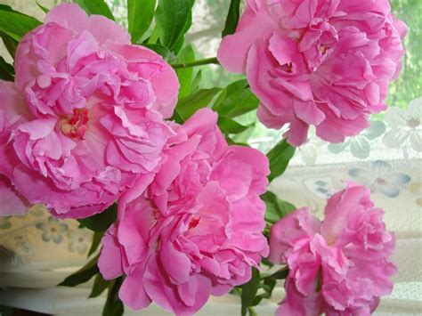 ЦВЕТЁТ ИМПЕРАТОРСКИЙ ЦВЕТОК! ПИОН!. Обсуждение на LiveInternet ...