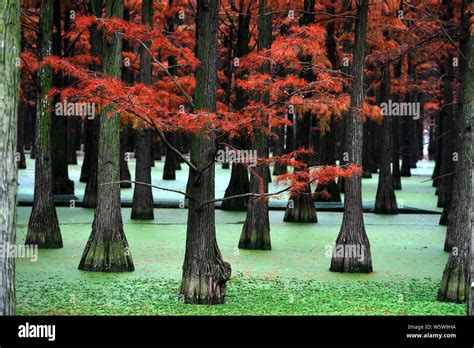 View Of The Zhangdu Lake Wetland In Xinzhou District Wuhan City