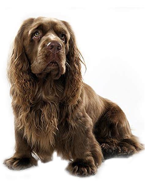 Sussex Spaniel - Temperament, Lifespan, Shedding, Puppy