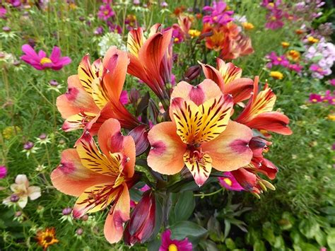 Alstroemeria Indian Summer