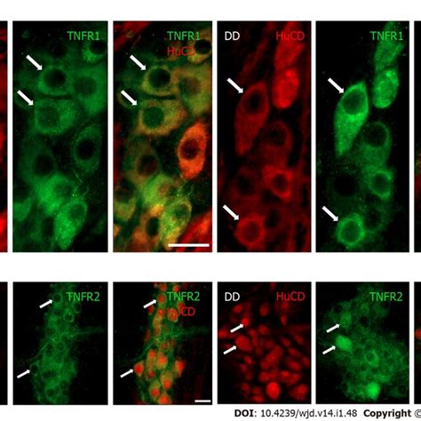 Representative Fluorescent Micrographs Of Whole Mount Preparations Of