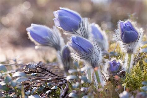 Eastern Pasque Flower X Spring Pasque Flower Pulsatilla V Flickr