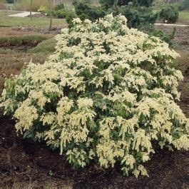 Buy Pieris Japonica Rosalinda Affordable Gardens You Eu