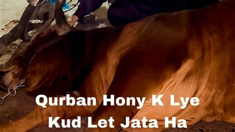 Bachra Qurban Hony K Lye Khud Let Jata Ye Nahi Dekha To Kuch Nahi