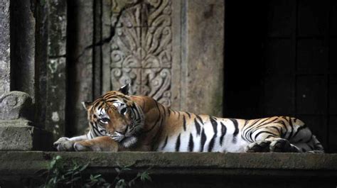 Taman Safari Dan Klhk Gelar Lomba Fotografi Satwa Liar Hadiah Ratusan