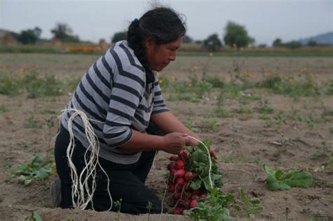 Estas Son Las Amenazas A Las Que Se Enfrenta El Campo Mexicano