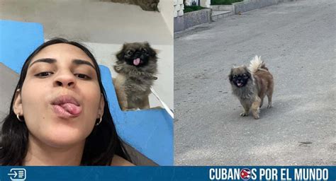 Cubana Ofrece Recompensa Por Encontrar A Su Perro Perdido