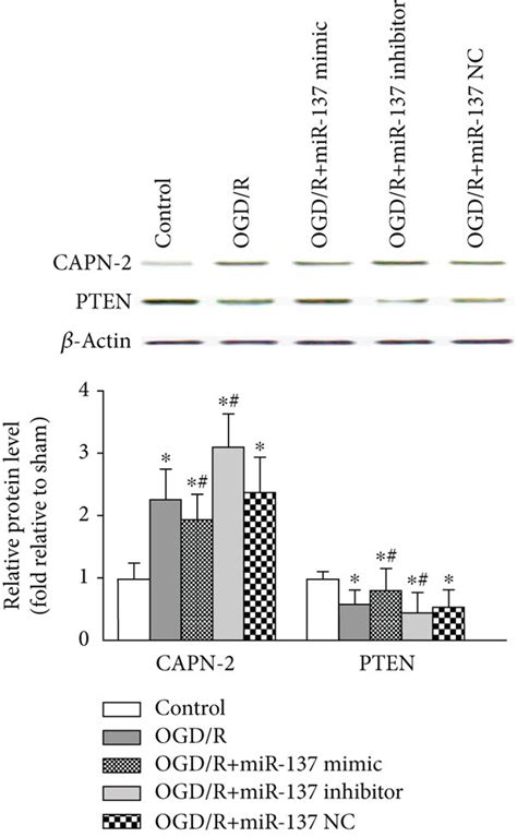 Modulation Of CAPN 2 Expression And Activity By MiR 137 3p In VSC4 1