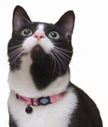 Why Breakaway Collars Are Important For Your Cats Safety