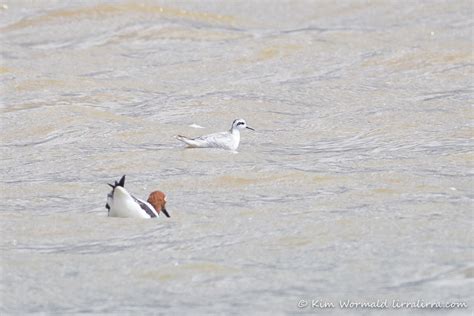 Four Red Necked Species Lirralirra