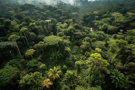 Las Selvas Tropicales Son La Selva Tropical M S Grande Del Mundo