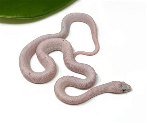 Palmetto Corn Snake Archives - Mexican Black Kingsnake