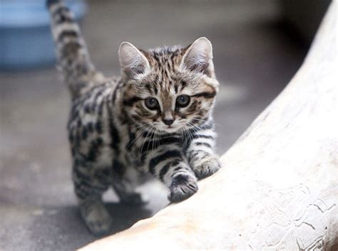 This Is The Smallest African Wild Cat The Black Footed Cat Adults