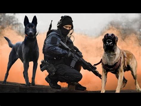 These Ten Military And Police Dog Breeds Are The Best [+video]