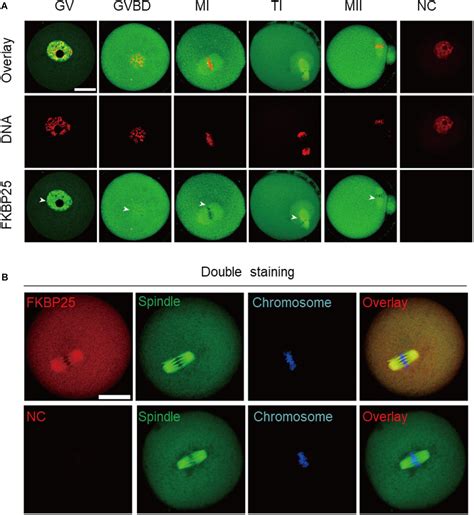 Frontiers Fkbp Regulates Meiotic Apparatus During Mouse Oocyte