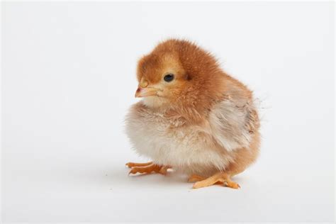 Rhode Island Red Chicks: Top 5 Best Hatcheries | Chickens And More