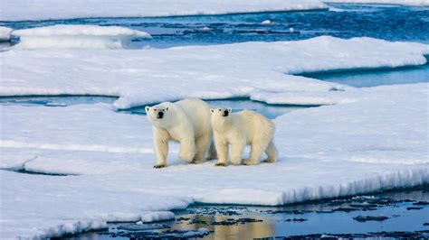 The Arctic animals struggling to survive | Sky News