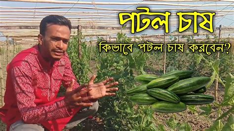 পটল চাষ পদ্ধতি পটল চাষ কিভাবে করতে হয় পটল চাষের পরিচর্যা Potol