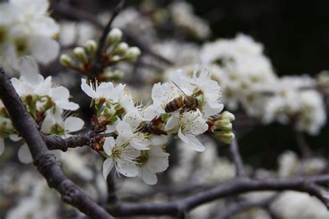 Mexican Plum Blooms In February