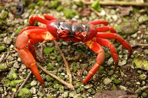 Red Land Crab The Australian Museum