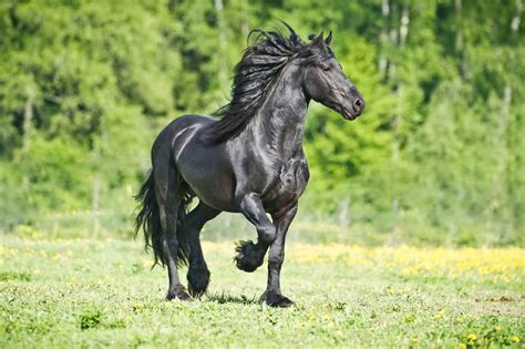 Cavallo Frisone Origini E Caratteristiche Di Questa Razza