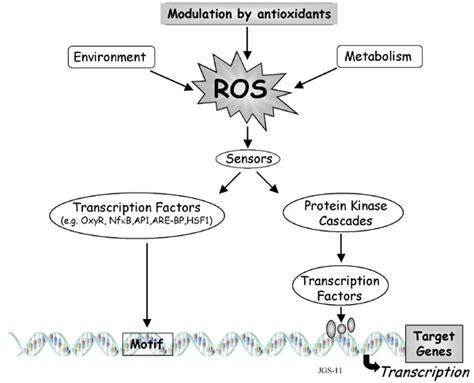 SciELO Brasil Oxidative Stress Molecular Perception And