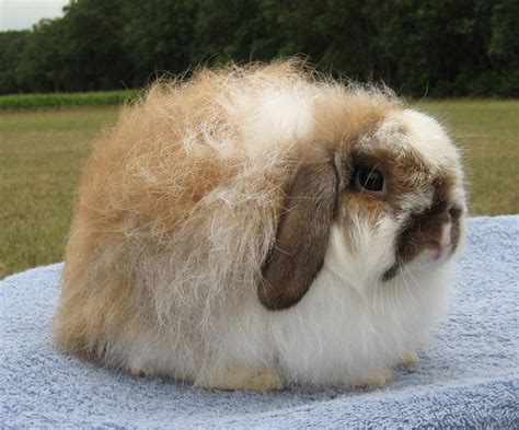 American Fuzzy Lop Rabbit: Facts, Care Sheet, & Pictures