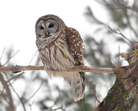 A Barred Owl Winter St Bruno Quebec Strix Varia Pa Flickr