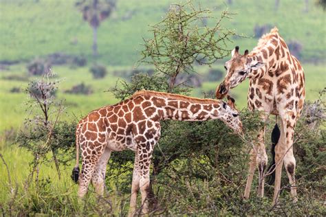 Days Wildlife And Birding Adventure To Murchison Falls National Park