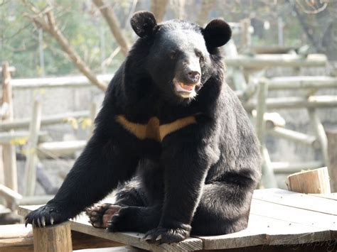 Formosan black bear - Alchetron, The Free Social Encyclopedia