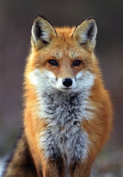 the quick brown fox | Red fox, Fox, Fluffy animals