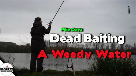 Pike Fishing On A Weedy Water Using Deadbaits YouTube